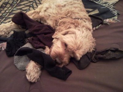 Of Socks and Snails and Puppy Tales Image